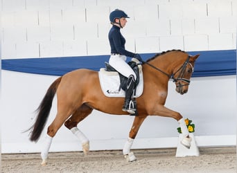 Niemiecki kuc wierzchowy, Klacz, 4 lat, 146 cm, Ciemnokasztanowata