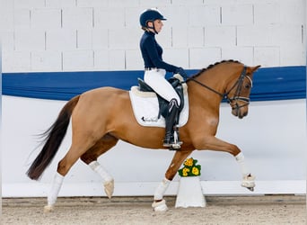 Niemiecki kuc wierzchowy, Klacz, 4 lat, 146 cm, Ciemnokasztanowata