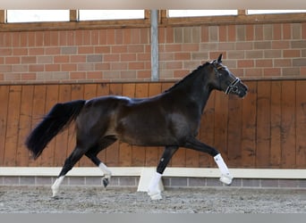 Niemiecki kuc wierzchowy, Klacz, 4 lat, 146 cm, Gniada