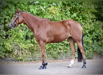 Niemiecki kuc wierzchowy, Klacz, 4 lat, 146 cm, Gniada