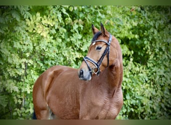 Niemiecki kuc wierzchowy, Klacz, 4 lat, 146 cm, Gniada