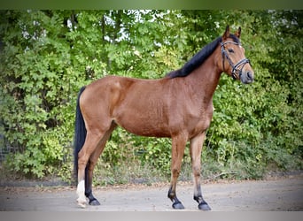Niemiecki kuc wierzchowy, Klacz, 4 lat, 146 cm, Gniada