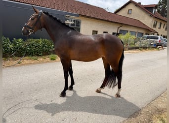 Niemiecki kuc wierzchowy, Klacz, 4 lat, 146 cm, Gniada