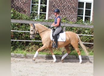 Niemiecki kuc wierzchowy, Klacz, 4 lat, 146 cm, Izabelowata