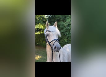 Niemiecki kuc wierzchowy, Klacz, 4 lat, 146 cm, Izabelowata