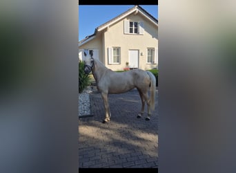 Niemiecki kuc wierzchowy, Klacz, 4 lat, 146 cm, Izabelowata