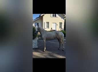 Niemiecki kuc wierzchowy, Klacz, 4 lat, 146 cm, Izabelowata