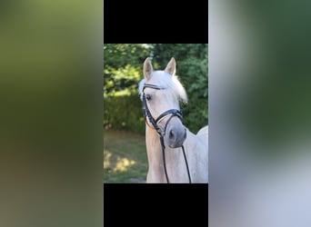 Niemiecki kuc wierzchowy, Klacz, 4 lat, 146 cm, Izabelowata