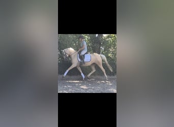 Niemiecki kuc wierzchowy, Klacz, 4 lat, 146 cm, Izabelowata
