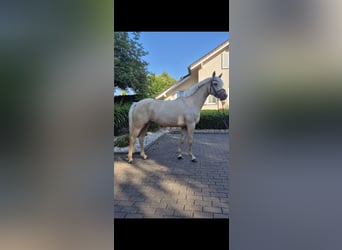 Niemiecki kuc wierzchowy, Klacz, 4 lat, 146 cm, Izabelowata