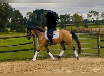 Niemiecki kuc wierzchowy, Klacz, 4 lat, 146 cm, Jelenia