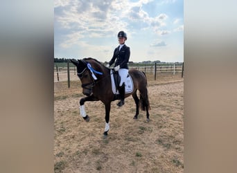 Niemiecki kuc wierzchowy, Klacz, 4 lat, 146 cm, Jelenia