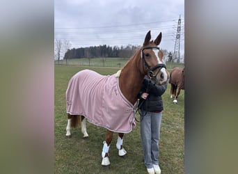 Niemiecki kuc wierzchowy, Klacz, 4 lat, 146 cm, Kasztanowata