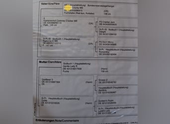 Niemiecki kuc wierzchowy, Klacz, 4 lat, 146 cm, Kasztanowata