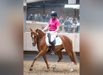 Niemiecki kuc wierzchowy Mix, Klacz, 4 lat, 146 cm, Kasztanowata