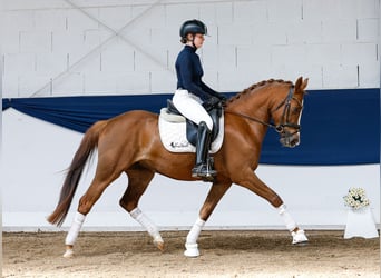 Niemiecki kuc wierzchowy, Klacz, 4 lat, 146 cm, Kasztanowata