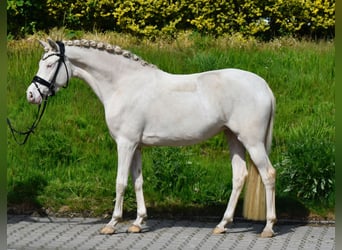 Niemiecki kuc wierzchowy, Klacz, 4 lat, 146 cm, Perlino