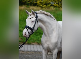 Niemiecki kuc wierzchowy, Klacz, 4 lat, 146 cm, Perlino