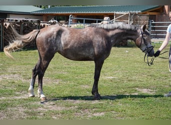 Niemiecki kuc wierzchowy, Klacz, 4 lat, 146 cm, Siwa