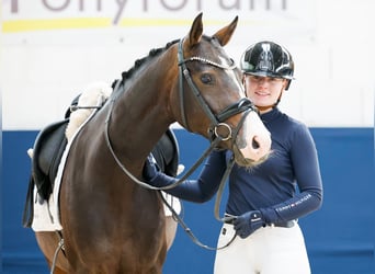 Niemiecki kuc wierzchowy, Klacz, 4 lat, 146 cm, Skarogniada