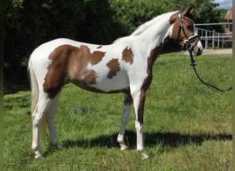 Niemiecki kuc wierzchowy, Klacz, 4 lat, 146 cm, Srokata