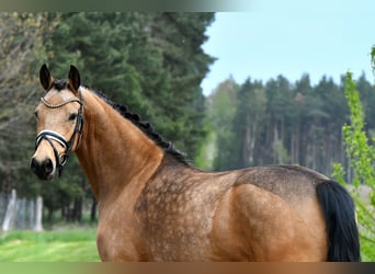 Niemiecki kuc wierzchowy, Klacz, 4 lat, 147 cm, Bułana