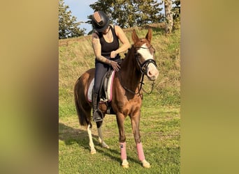 Niemiecki kuc wierzchowy, Klacz, 4 lat, 147 cm, Bułana