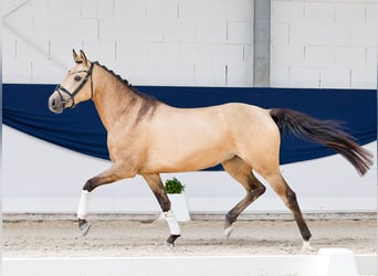 Niemiecki kuc wierzchowy, Klacz, 4 lat, 147 cm, Bułana