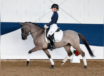 Niemiecki kuc wierzchowy, Klacz, 4 lat, 147 cm, Bułana