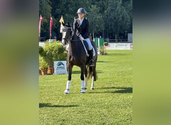 Niemiecki kuc wierzchowy, Klacz, 4 lat, 147 cm, Ciemnogniada