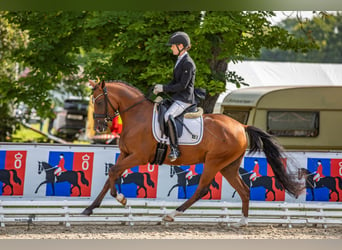 Niemiecki kuc wierzchowy, Klacz, 4 lat, 147 cm, Gniada