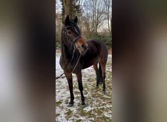 Niemiecki kuc wierzchowy, Klacz, 4 lat, 147 cm, Gniada