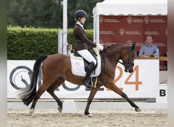 Niemiecki kuc wierzchowy, Klacz, 4 lat, 147 cm, Gniada
