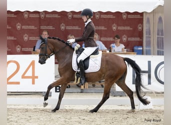 Niemiecki kuc wierzchowy, Klacz, 4 lat, 147 cm, Gniada