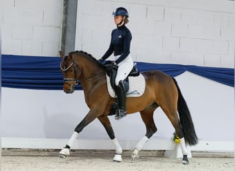 Niemiecki kuc wierzchowy, Klacz, 4 lat, 147 cm, Gniada