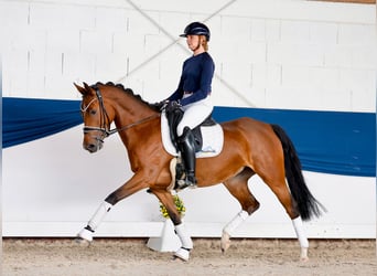 Niemiecki kuc wierzchowy, Klacz, 4 lat, 147 cm, Gniada