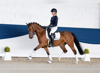 Niemiecki kuc wierzchowy, Klacz, 4 lat, 147 cm, Gniada
