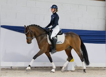 Niemiecki kuc wierzchowy, Klacz, 4 lat, 147 cm, Gniada