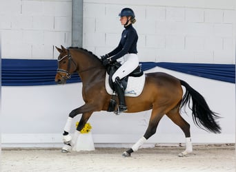 Niemiecki kuc wierzchowy, Klacz, 4 lat, 147 cm, Gniada