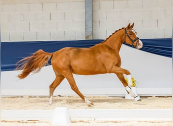 Niemiecki kuc wierzchowy, Klacz, 4 lat, 147 cm, Kasztanowata