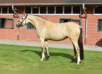 Niemiecki kuc wierzchowy, Klacz, 4 lat, 148 cm, Bułana
