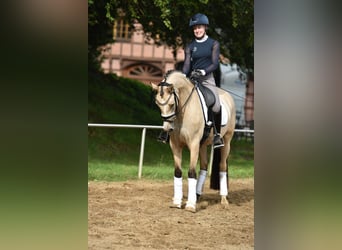 Niemiecki kuc wierzchowy, Klacz, 4 lat, 148 cm, Bułana