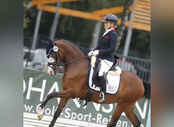 Niemiecki kuc wierzchowy, Klacz, 4 lat, 148 cm, Gniada
