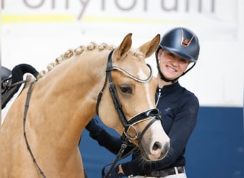 Niemiecki kuc wierzchowy, Klacz, 4 lat, 148 cm, Izabelowata