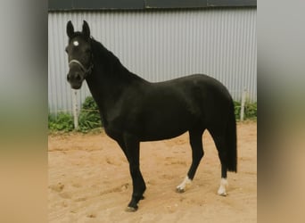 Niemiecki kuc wierzchowy, Klacz, 4 lat, 148 cm, Kara