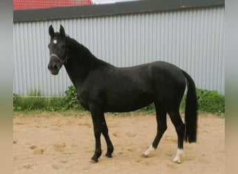 Niemiecki kuc wierzchowy, Klacz, 4 lat, 148 cm, Kara