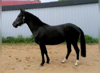 Niemiecki kuc wierzchowy, Klacz, 4 lat, 148 cm, Kara