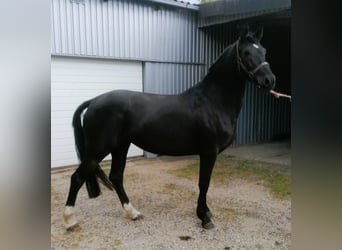 Niemiecki kuc wierzchowy, Klacz, 4 lat, 148 cm, Kara