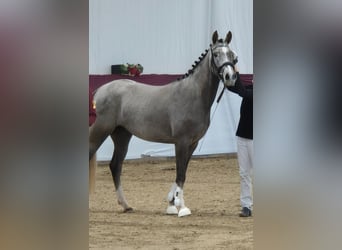 Niemiecki kuc wierzchowy, Klacz, 4 lat, 148 cm, Siwa