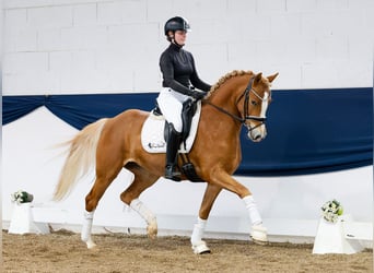 Niemiecki kuc wierzchowy, Klacz, 4 lat, 149 cm, Izabelowata